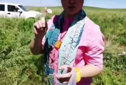 采蘑菇视频大全,跟随采蘑菇视频大全，解锁菌菇采摘奥秘